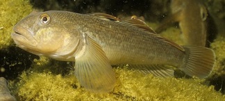 The photo of a Round Goby was not found.