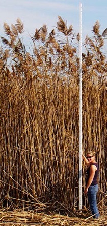 Photo: A stand (5.2m tall) of phragmites in an undisclosed Ontario location. Photo: J. M Gilbert, c 2012. Courtesy Government of Ontario: www.ontario.ca/page/phragmites