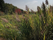 Photo:  A wetlands area with a stand of European Common Reed in the foreground. Source (online) is now uncertain.